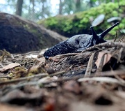 23rd Apr 2026 - Invasive Slug