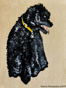 24th Apr 2026 - Lily the toy poodle (acrylic painting)