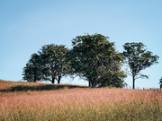 16th Apr 2026 - Treeline