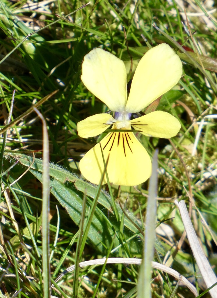 Our rare British Mountain Pansy by orchid99