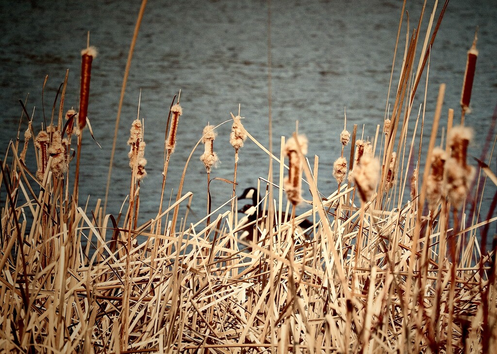 Geese in Reeds by ikik