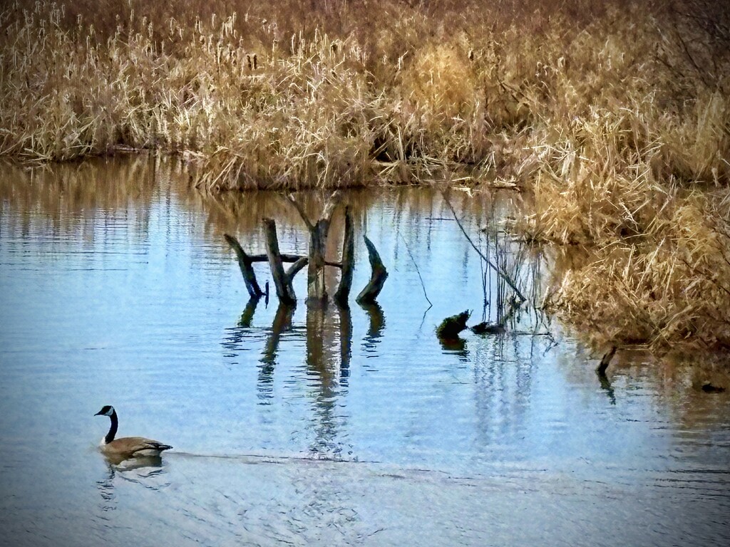 He Goose by ikik