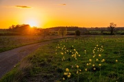 24th Apr 2026 - Pops of Yellow 