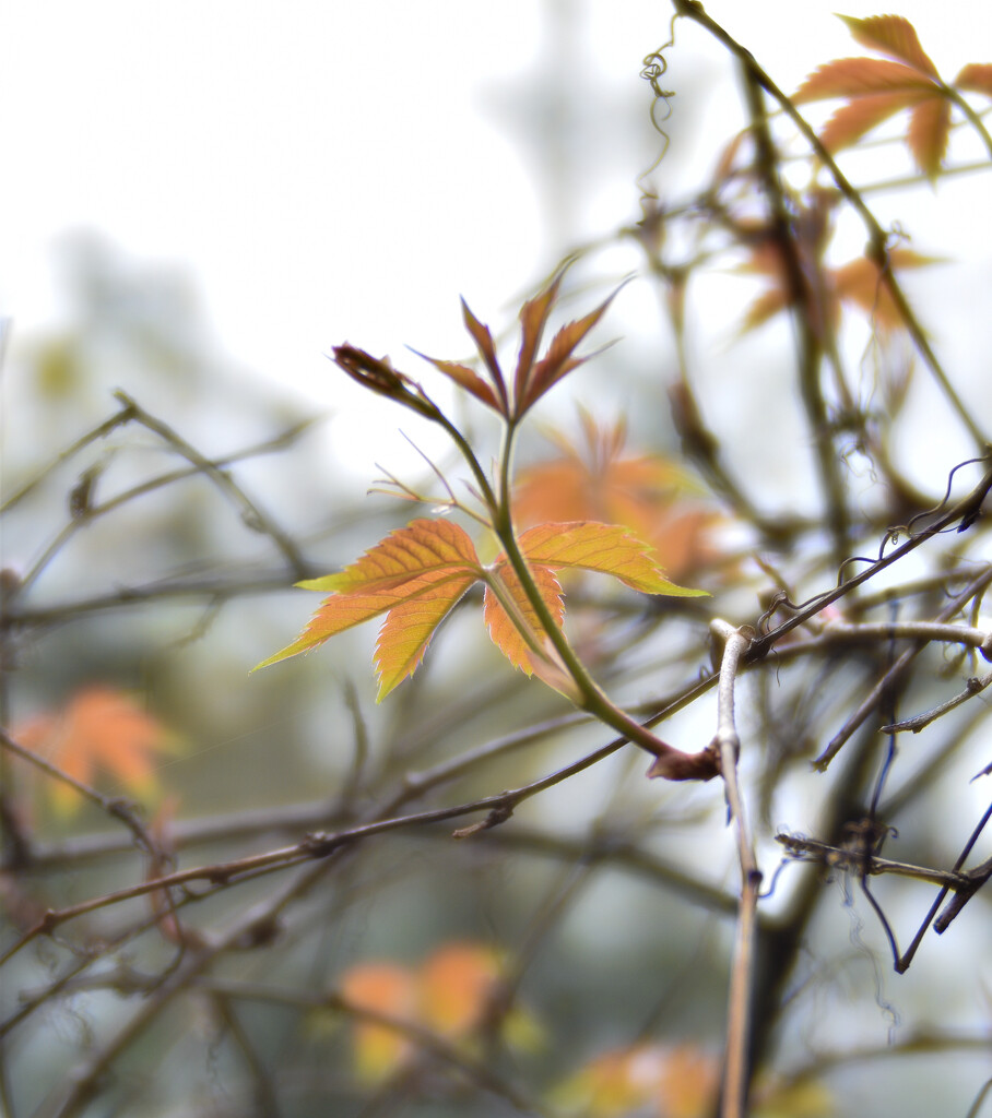 Autumn colour in Spring by tiaj1402
