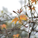 Autumn colour in Spring