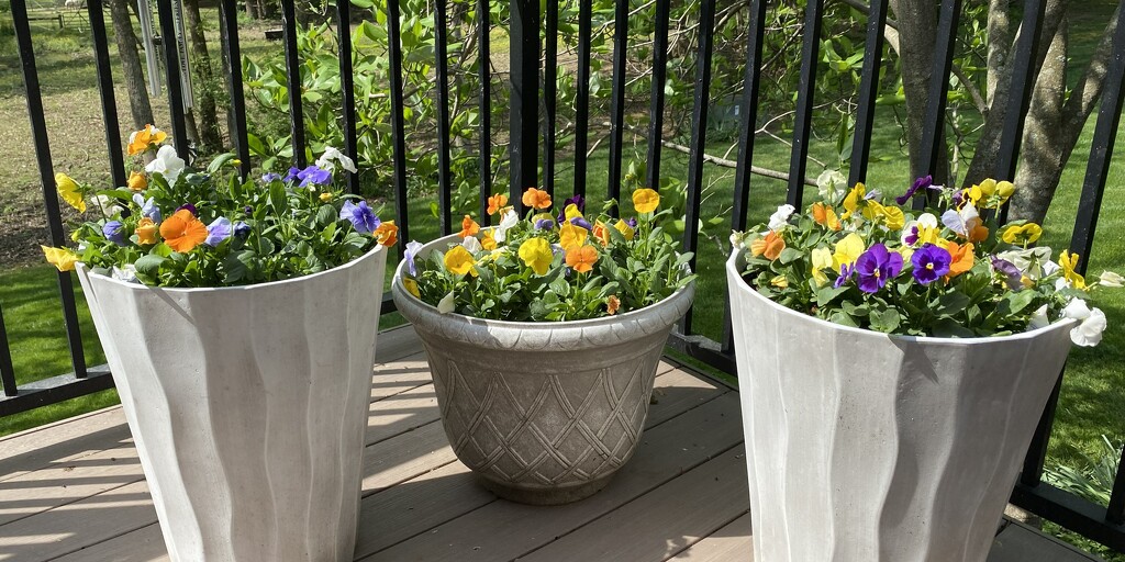 3 pots of pansies by tunia