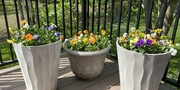 24th Apr 2026 - 3 pots of pansies