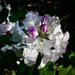 Rhodie in the Morning