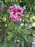 24th Apr 2026 - Rose