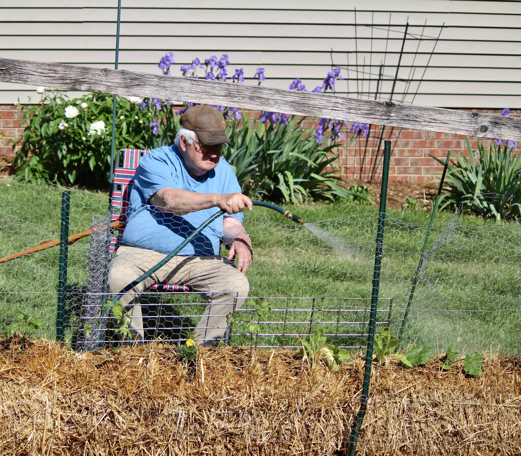 Mr. C "working" on his straw bale garden! by essiesue