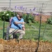 Mr. C "working" on his straw bale garden!