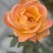 Rose time