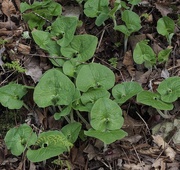 25th Apr 2026 - Signs of spring