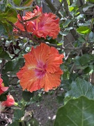 25th Apr 2026 - Hibiscus