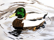 26th Apr 2026 - Male mallard duck (acrylic painting)