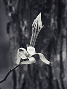 26th Apr 2026 - Shagbark Hickory, Spring