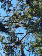 25th Apr 2026 - Heron Nests