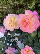 26th Apr 2026 - Rose