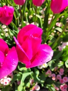 26th Apr 2026 - Pretty Pink
