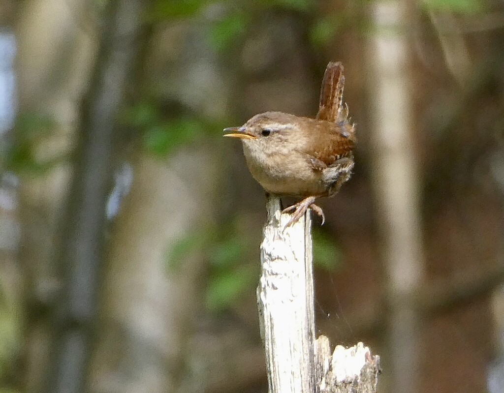 I can see you, Jenny Wren.  by orchid99