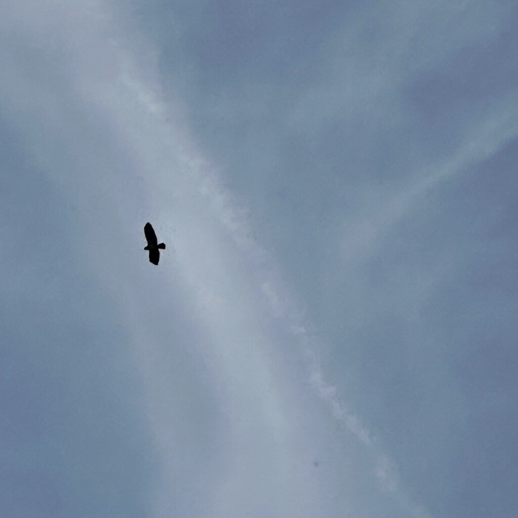 Buzzard by mastermek