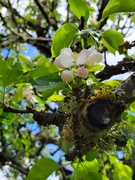 27th Apr 2026 - Apple Blossoms