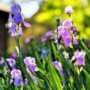 26th Apr 2026 - Irises In The Sun