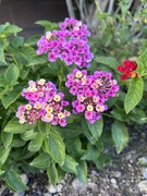 27th Apr 2026 - Lantana