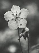 28th Apr 2026 - Geranium Days