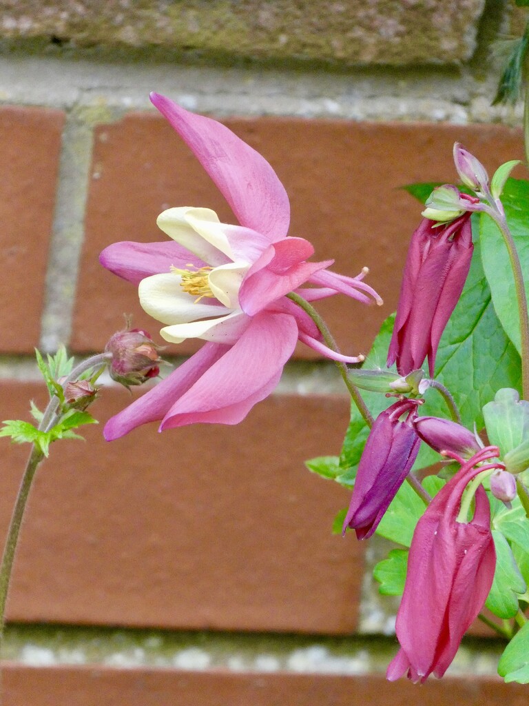 Enormous Aquilegia  by orchid99