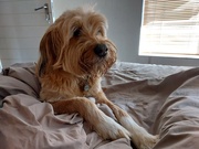 18th Apr 2026 - Nala