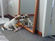 20th Apr 2026 - How much is that doggie in the window