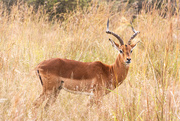 25th Apr 2026 - An Impala ram
