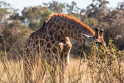 26th Apr 2026 - Giraffe