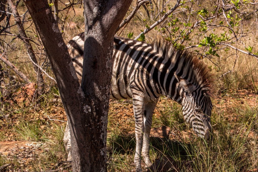 Baby Zebra by seacreature