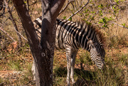 27th Apr 2026 - Baby Zebra