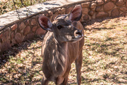 28th Apr 2026 - Kudu cow