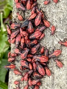 28th Apr 2026 - Bug Invasion