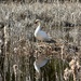 Mute Swan
