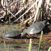 Painted Turtles 