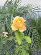 28th Apr 2026 - Rose