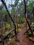 28th Apr 2026 - Forest Trail