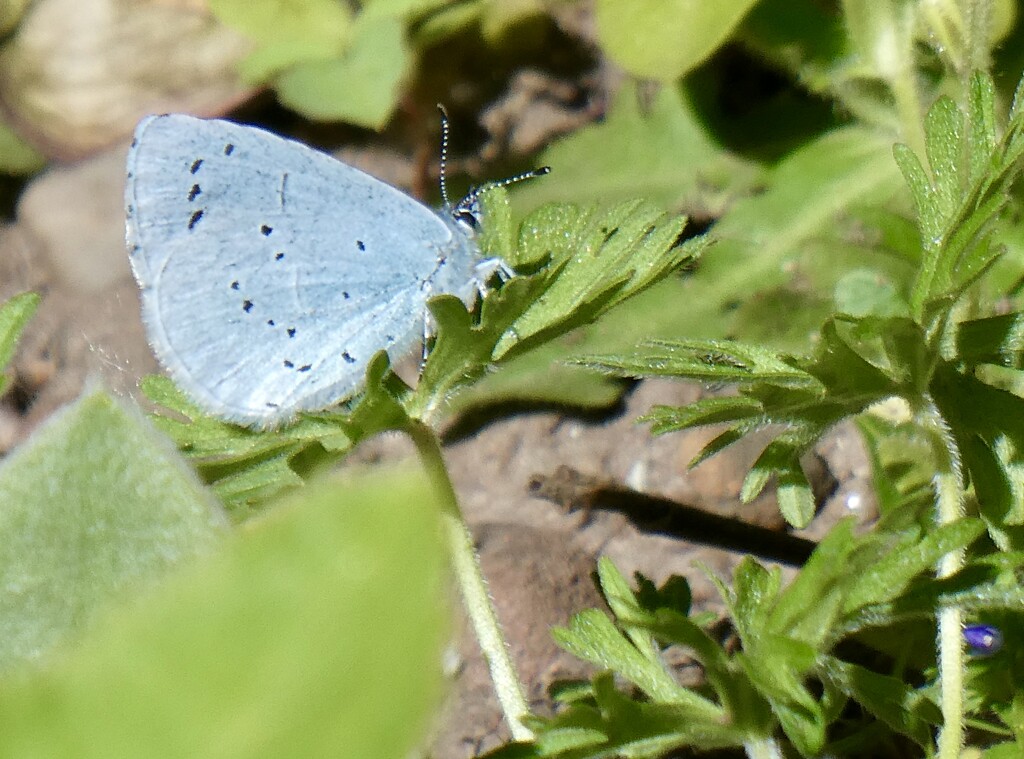 Holly Blue by orchid99