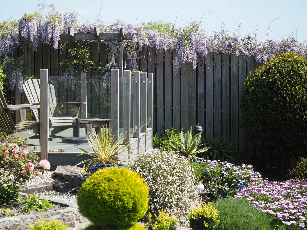 Wisteria by jon_lip