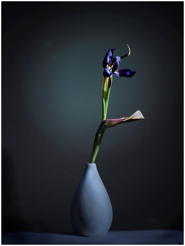 Dying tulip in vase by jon_lip