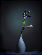 2nd May 2026 - Dying tulip in vase