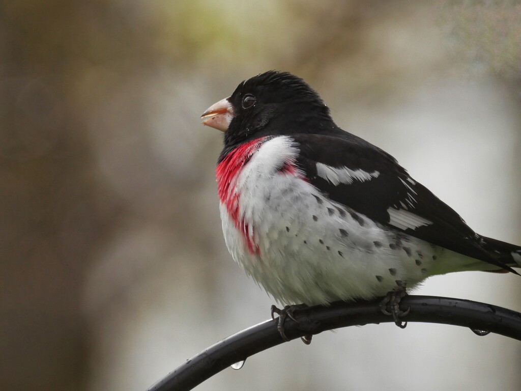 Rose-breasted Grosbeak, slightly damp by ljmanning
