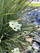29th Apr 2026 - African Iris
