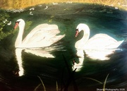 30th Apr 2026 - Two swans (acrylic painting)