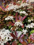 29th Apr 2026 - Hedge blossoms